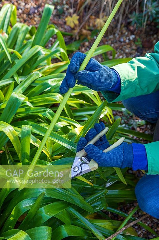 Woman cutting back Agapanthus flower stems in Winter