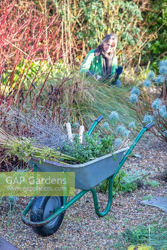 Wheelbarrow full of Winter cuttings with woman in background cutting back and tidying a gravel garden