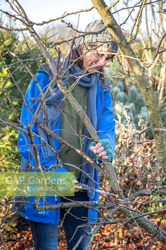 Woman using a small foldable pruning saw to prune a Plum 'Victoria' Tree in Winter