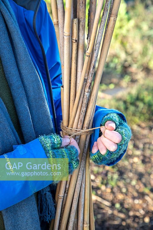 Woman using garden twine to tie up bamboo canes into a bundle ready for storing inside over winter