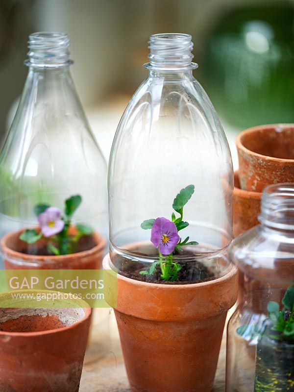 Plastic bottles used as cloches over Viola in vintage terracotta pots