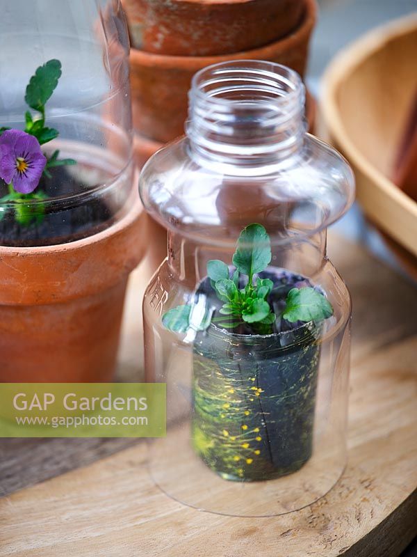 Plastic bottles used as cloches over Viola grown in paper pot