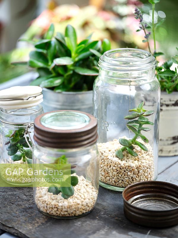 Using recycled glass jars as terrariums with gravel and Crassula argentea - Money Tree - plant
