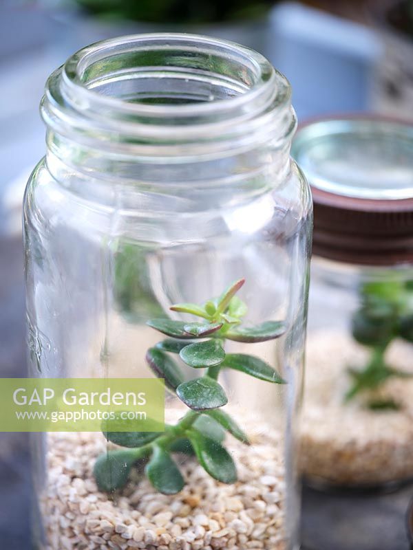 Using recycled glass jars as terrarium with gravel and Crassula argentea - Money tree