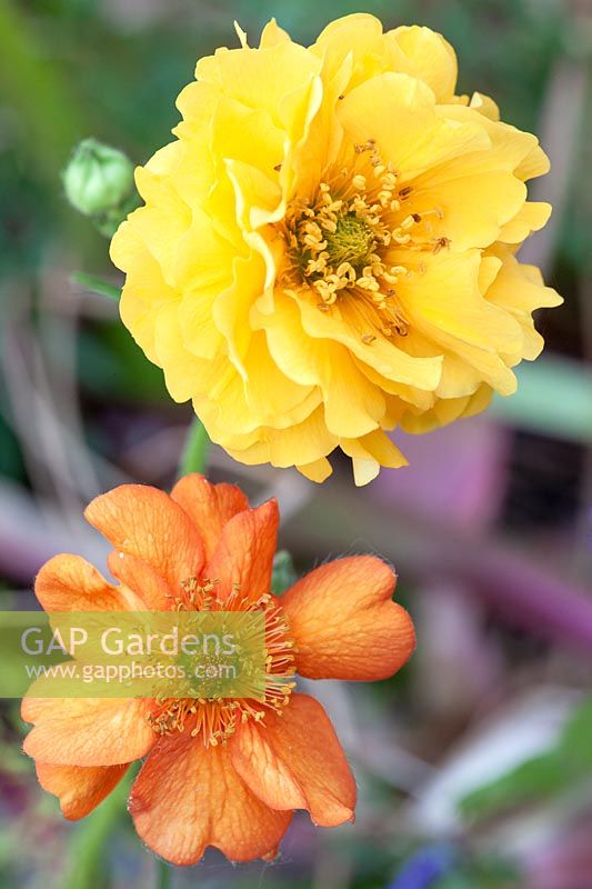 Geum avens 'Lady Stratheden' and Geum avens 'Totally Tangerine'