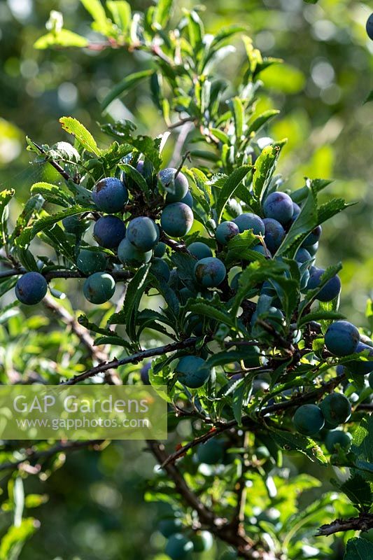 Prunus spinosa - Blackthorn or Sloe - berries 