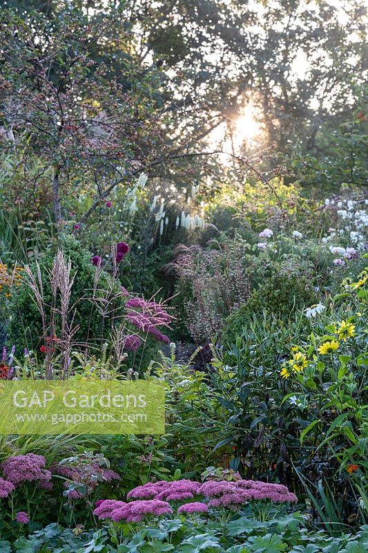 View of bed with tall perennials, ornamental grasses and trees, in foreground Hylotelephium - Sedum