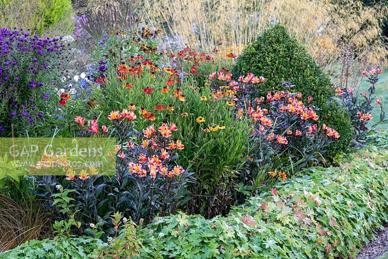 Colourful border with Alstroemeria and Helenium near neat edging