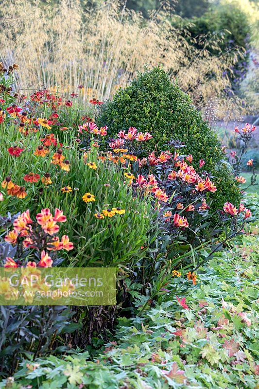 Colourful border with Alstroemeria and Helenium 