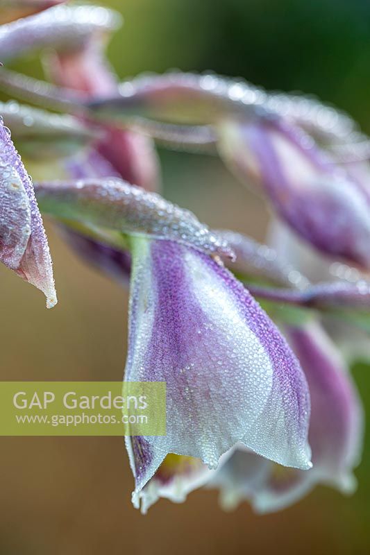 Gladiolus papilio - Butterfly Gladiolus
