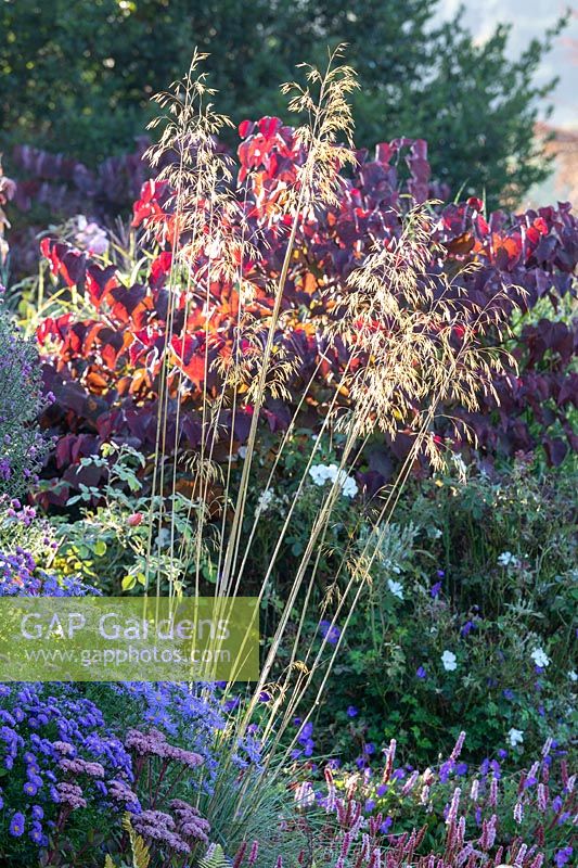 Aster x frikartii 'Monch' and Stipa gigantea in a border