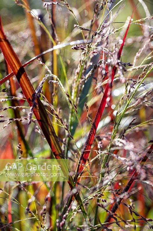 Panicum virgatum 'Squaw' -  Switch Grass