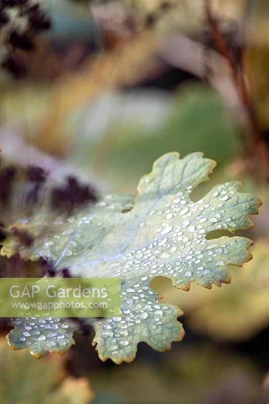 Macleya cordata leaf, dew drops