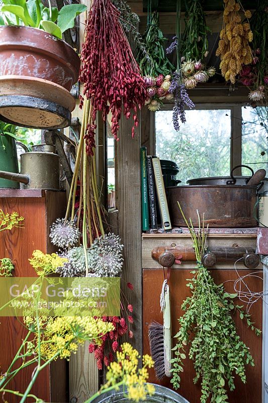 Flowers and seed heads hanging out to dry in an old fashioned garden room
