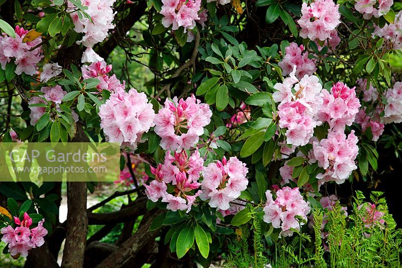 Rhododendron 'Pink Pearl' 