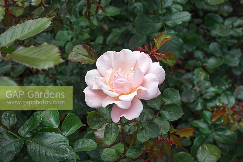 Rosa 'Valentine Heart' - Floribunda Rose
