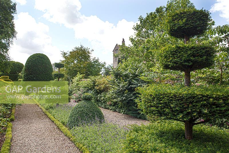 Unusual topiary shapes in a narrow bed near gravel path