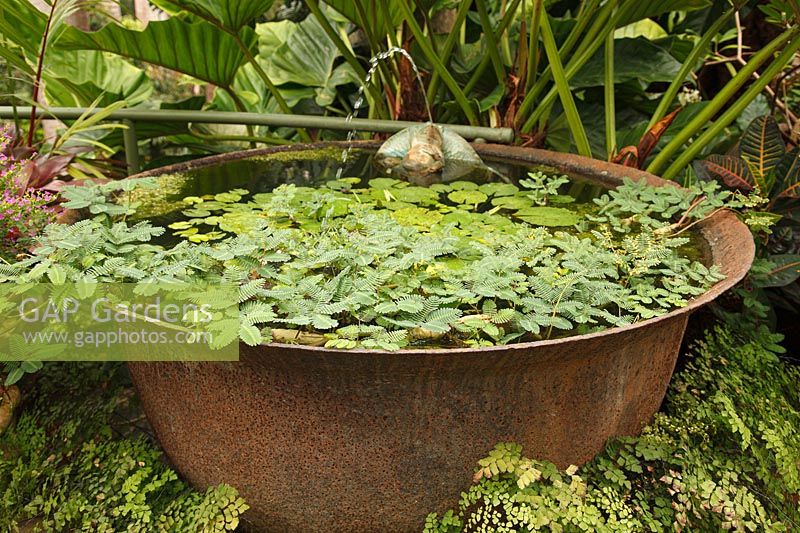 Circular metal pond surrounded by foliage plants