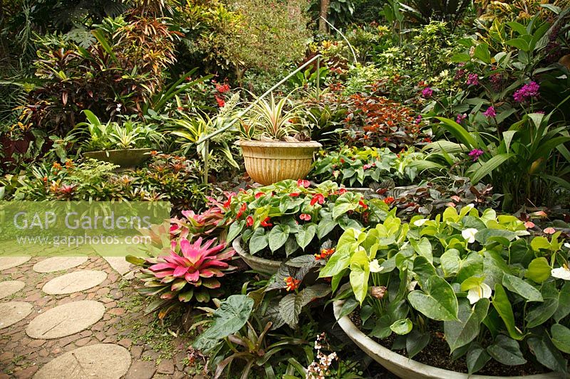 Shallow circular pots of Anthurium with tropical garden beyond