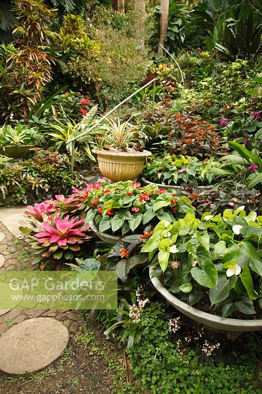 Shallow circular pots of Anthurium in a tropical garden