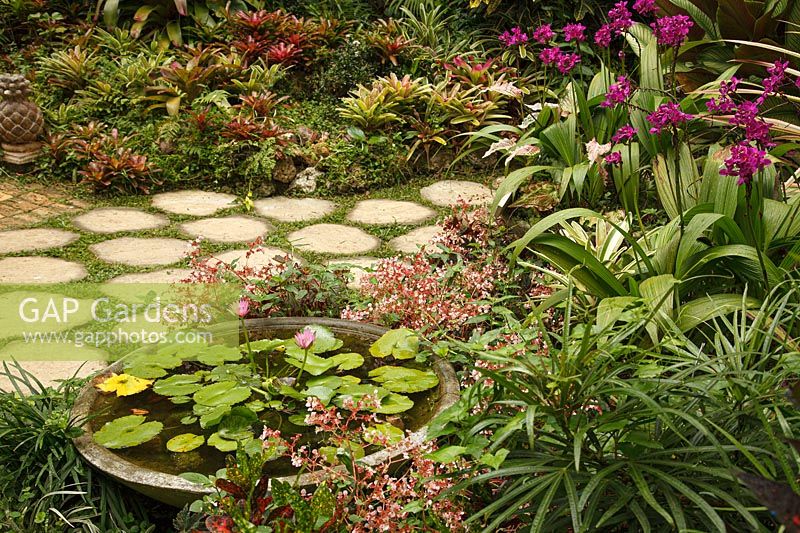Small circular metal pond with Nymphaea - Waterlily - in a tropical garden