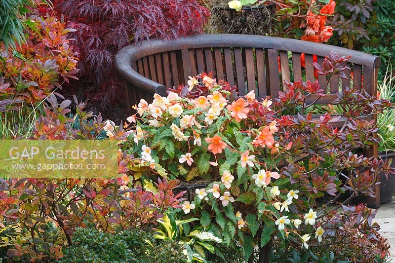 Begonias, acers and azaleas by a bench 