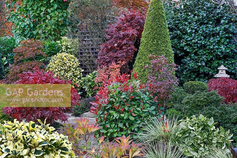 Autumnal colours of mixed acers, conifers, photinias, topiary and azaleas