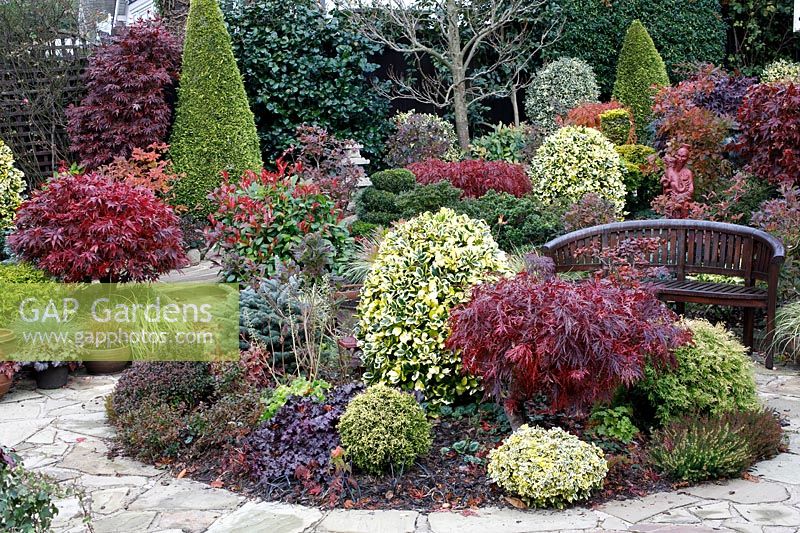 Wooden bench amongst autumnal colours of mixed acers, conifers, photinias, topiary and azaleas