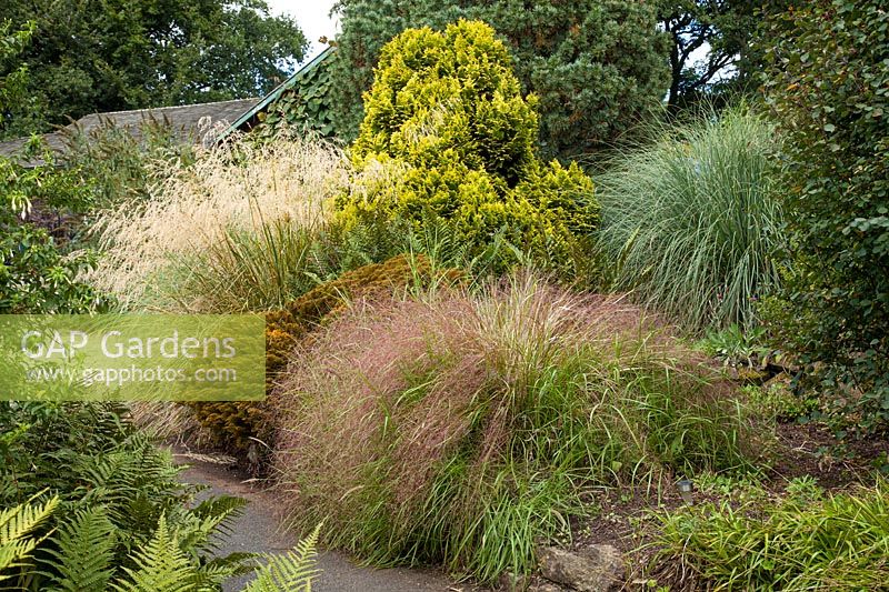 Mixed grasses and conifers at The Dorothy Clive Garden