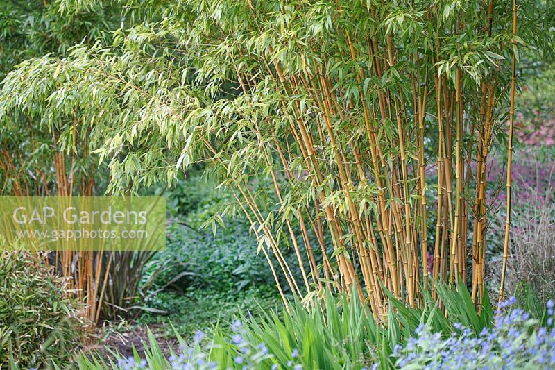 Phyllostachys bambusoides 'Cashilloni' - Bamboo