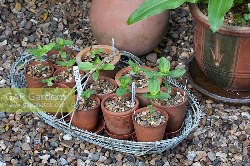 Young seedling hardening off, Zinnia 'Queen Red Lime' and 'Purple Prince' June, two months after being sown