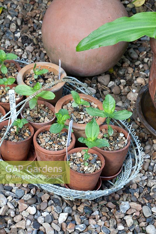 Young seedlings hardening off, Zinnia 'Queen Red Lime' and 'Purple Prince' 