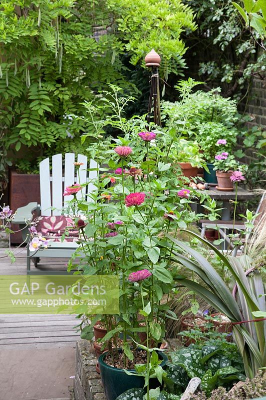 Small garden with Adirondack chair and pots of Zinnia 'Queen Red Lime' and 'Fireworks Purple Prince'