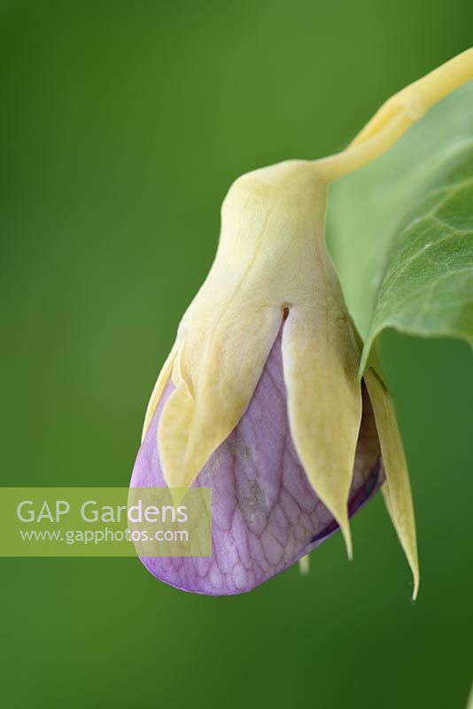 Pisum sativum 'Golden Sweet' - Climbing Mangetout Pea - flower detail