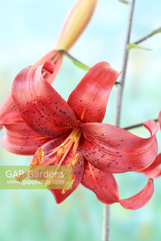 Lilium 'Red Velvet' - Asiatic Lily  