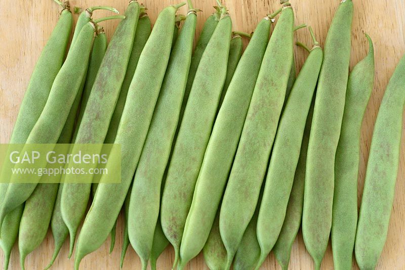 Phaseolus vulgaris 'Borlotto di Vigevano Nano' - Dwarf French Bean - picked young pods to use whole as green beans  