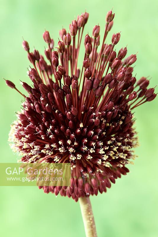Allium amethystinum 'Red Mohican' - Amethyst Ornamental Onion  