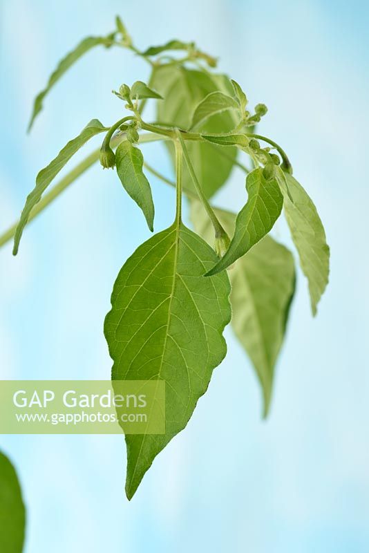 Capsicum baccatum 'Havana Gold' - Chili Pepper - buds and leaves 