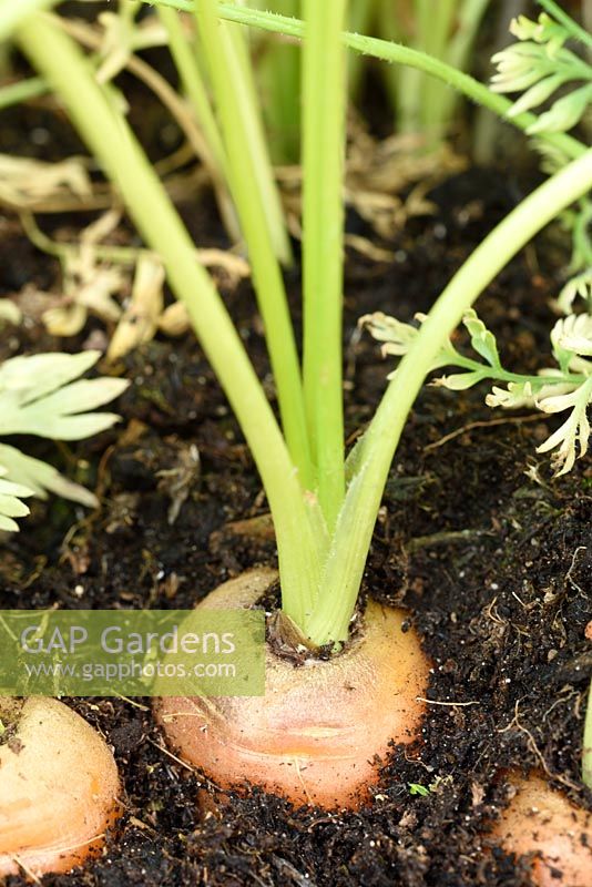 Daucus carota 'Chantenay Red Cored' - Carrot - growing in compost 