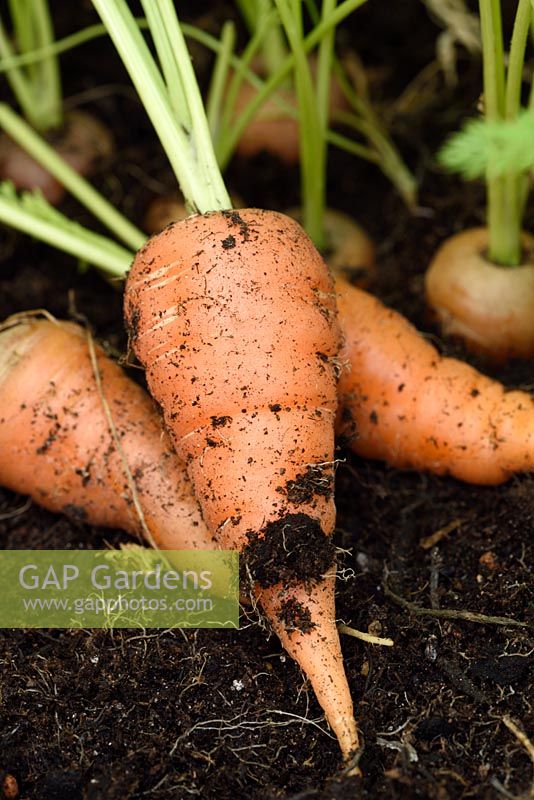 Daucus carota 'Chantenay Red Cored' - Carrot - freshly pulled carrots grown in plastic pot