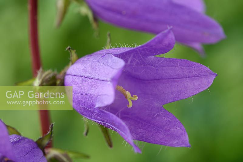 Campanula trachelium syn. Campanula urticifolia - Nettle-leaved Bellflower  