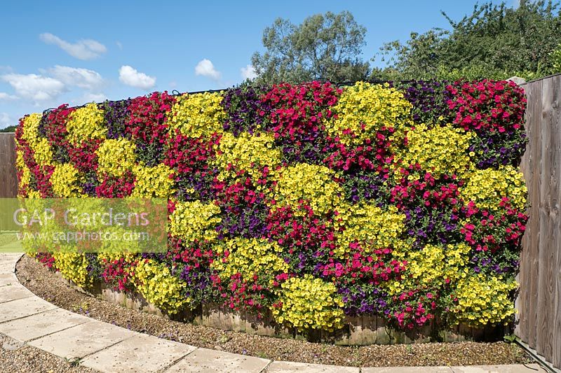 Living wall of Petunias