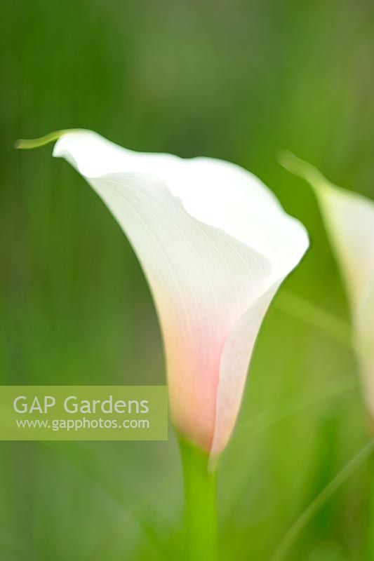 Zantedeschia aethiopica - White Arum lily