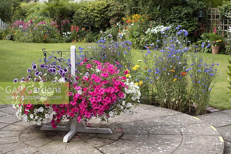 Hanging baskets of Petunias on stand in cottage garden
