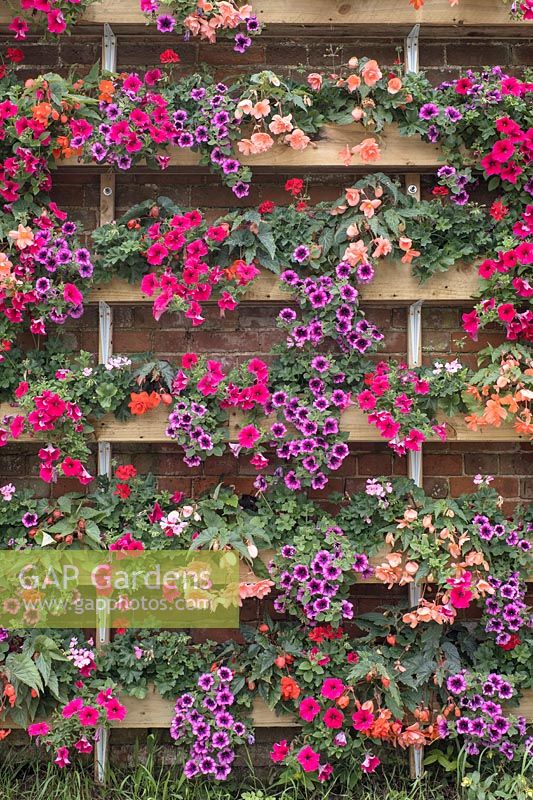 Wall of Petunias on old barn - Filby village Norfolk