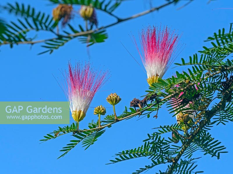 Albizia julibrissin - Persian Silk Tree in flower Costa Rica