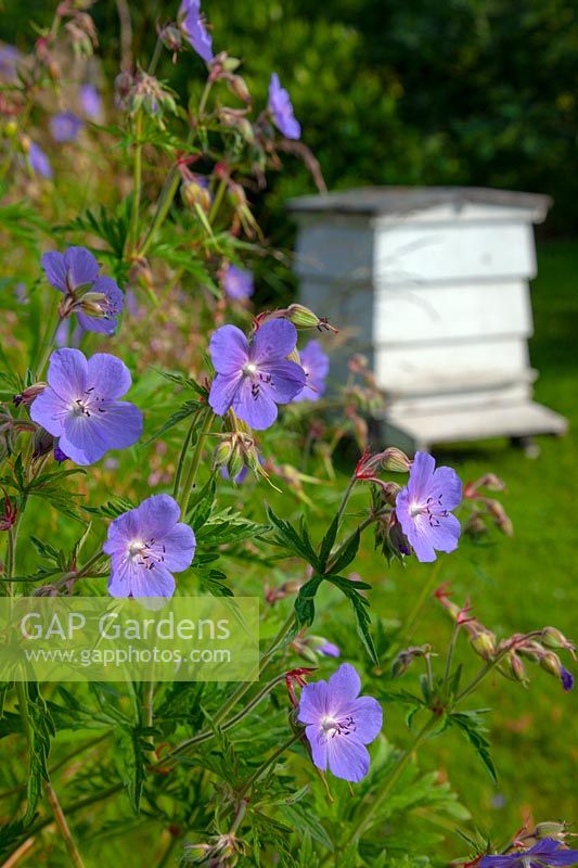 White wooden beehive and meadow cranesbill in the Norfolk garden