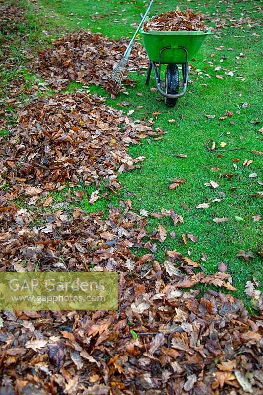 Clearing autumn leaves in November from lawn