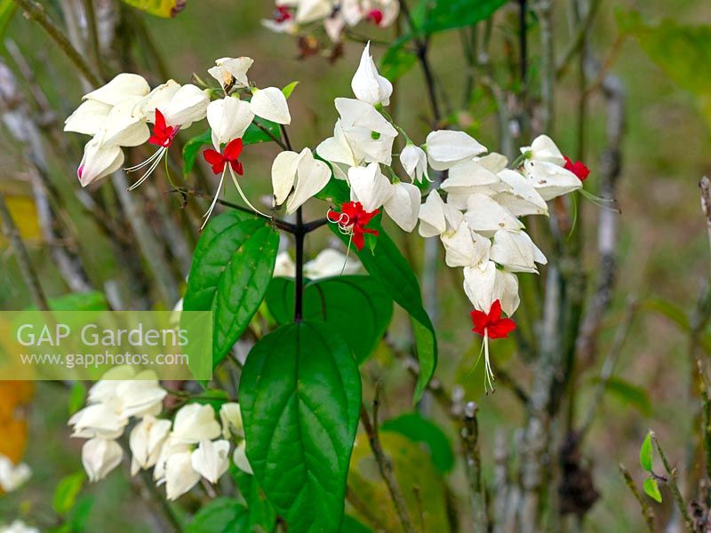 Clerodendrum thomsoniae - Bleeding heart vine  Costa Rica 