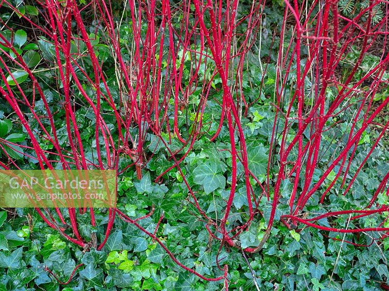 Red twig Dogwood cornus sibirica and ivy ground cover 